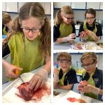 Y6 Dissection Group